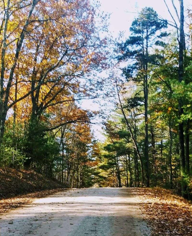 Why This Quiet Tennessee Forest Deserves A Spot On Your Weekend List