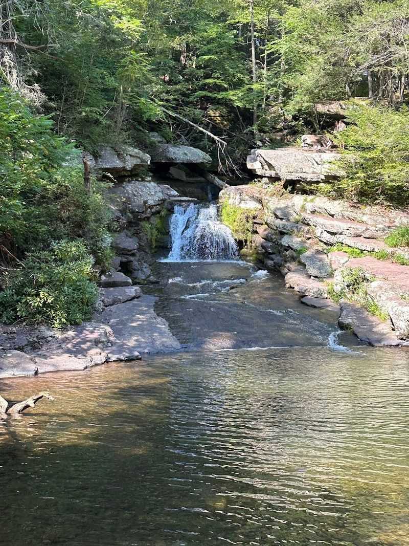Why Van Campen Glen Is Made for Forest Bathing