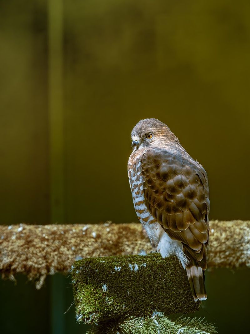 Why some birds become permanent ambassadors Why some birds become permanent ambassadors