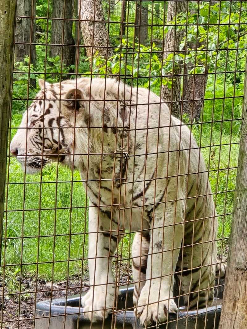 Why the big cats leave such a lasting impression