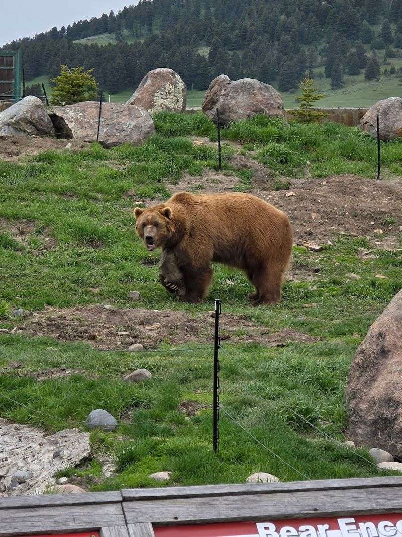 Why this is one of Bozeman's most memorable stops