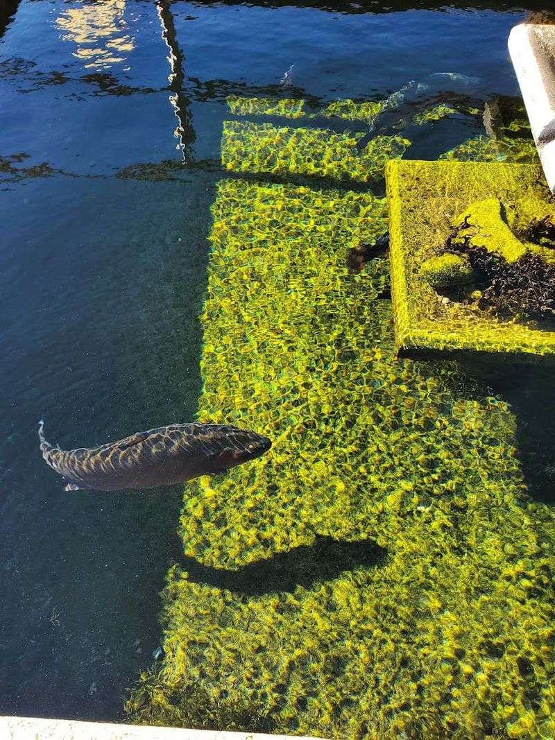 Why trout keep this place running long after visitors leave