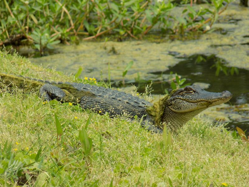 Wildlife Encounters Add a Thrilling Edge