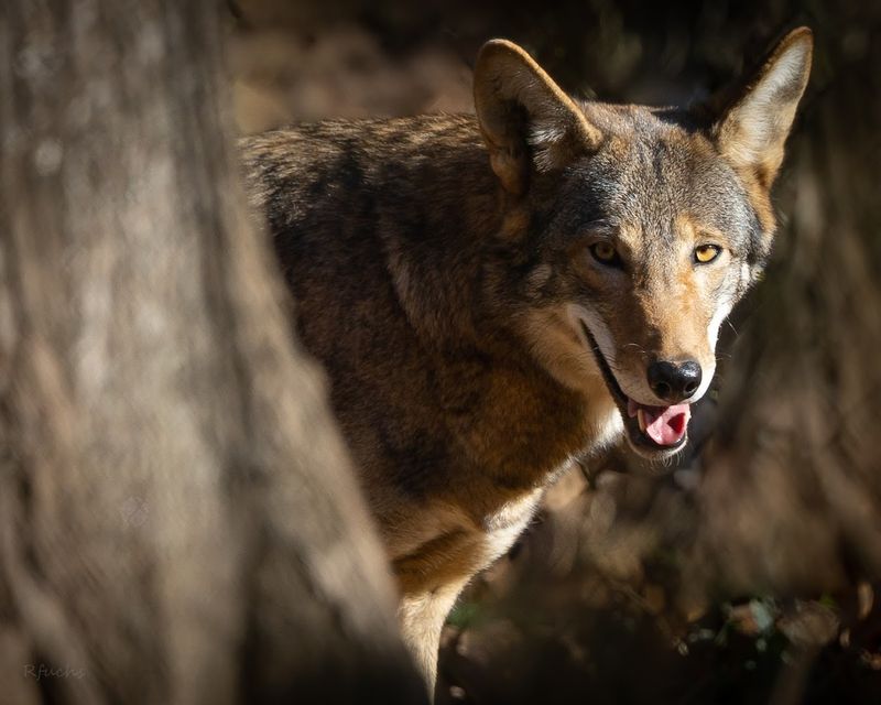 Wildlife Encounters, Native Animals, and Conservation Efforts