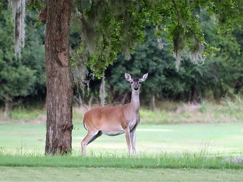 Wildlife Moments: Deer, Birds, And Fireflies Wildlife Moments: Deer, Birds, And Fireflies
