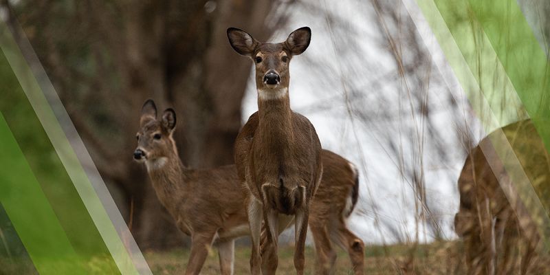 Wildlife Sightings That Make Every Visit Different Wildlife Sightings That Make Every Visit Different