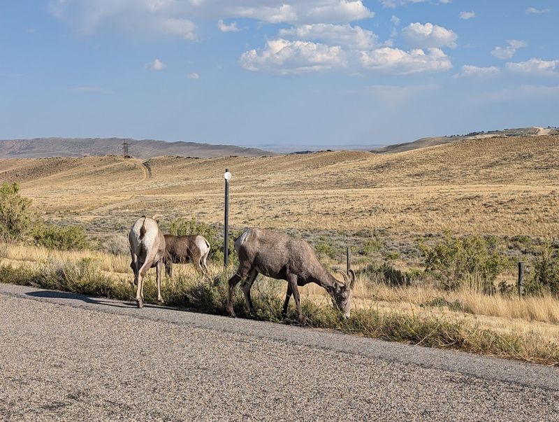 Wildlife Sightings and Starry Nights
