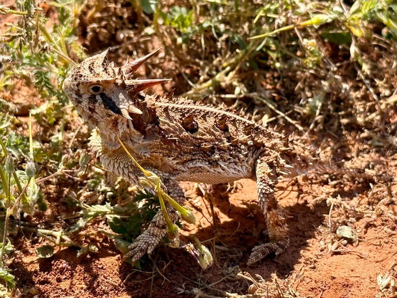 Wildlife Watching in a Protected Natural Habitat Wildlife Watching in a Protected Natural Habitat