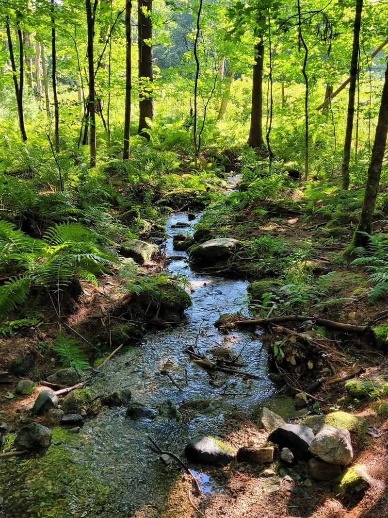 Wildlife, mushrooms, and quiet details reward slow walkers