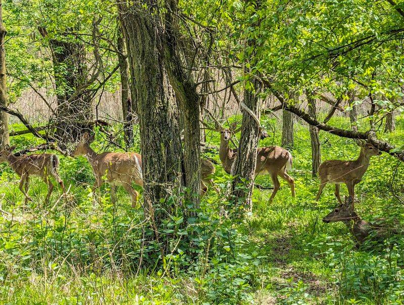 Wildlife sightings that make every slow step worth it