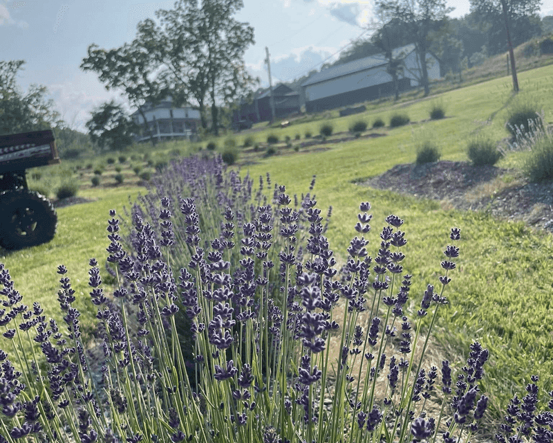 Willow Springs Lavender