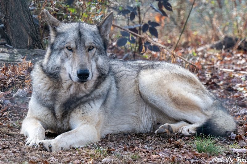 Wolf Sanctuary of PA (Lititz)