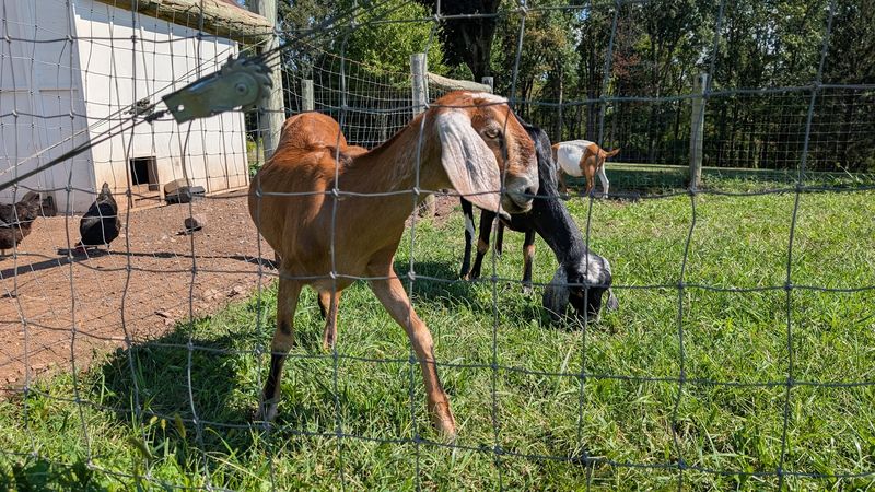 Yes, You Really Can Sip Wine Near Goats and Chickens Yes, You Really Can Sip Wine Near Goats and Chickens