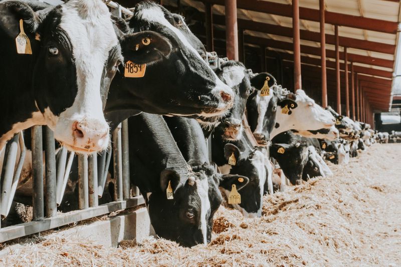 You Can See The Milking Parlor And Meet The Calves You Can See The Milking Parlor And Meet The Calves