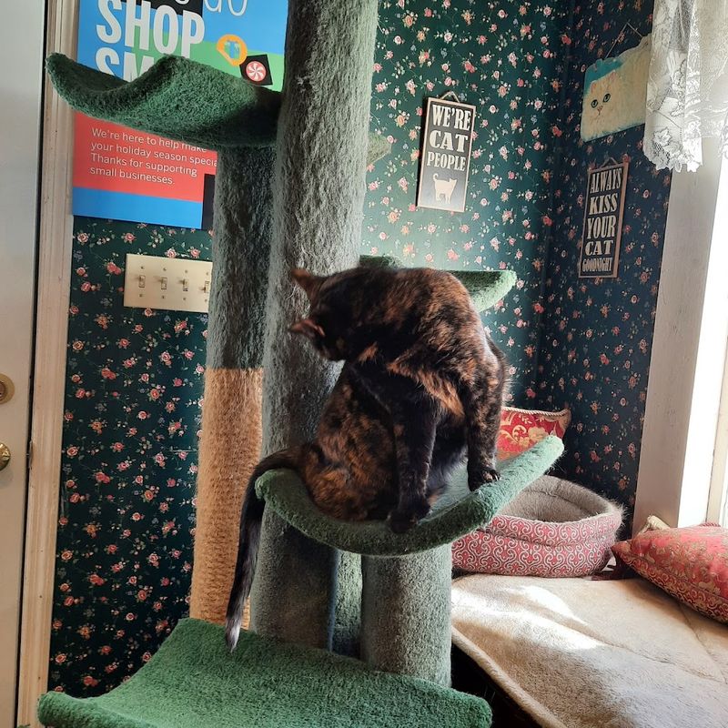 You Might Spot a Cat Napping Beside the Gifts You Might Spot a Cat Napping Beside the Gifts