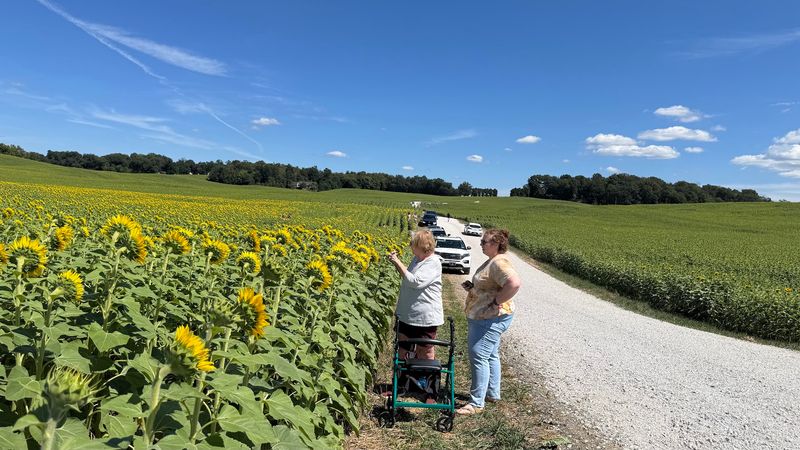 You can cut your own sunflowers while you are there You can cut your own sunflowers while you are there