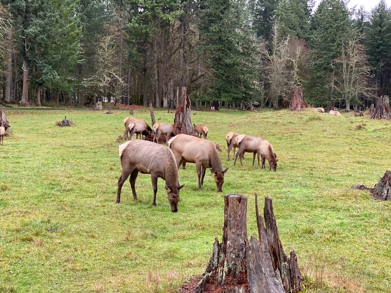 You can see iconic Northwest animals in a natural setting