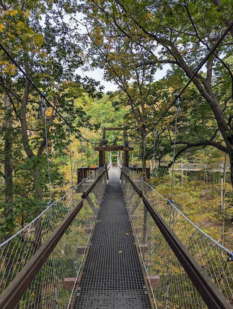 Your First Steps Into The Treetops