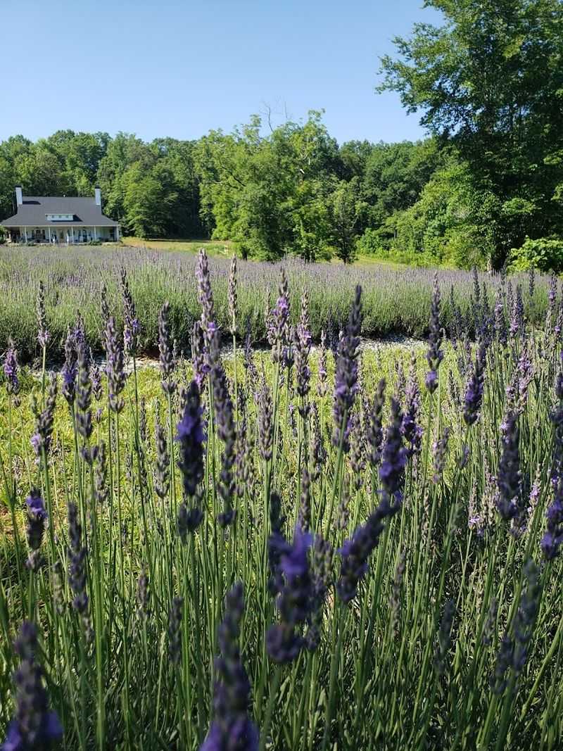 Purple Fields and Mountain Views