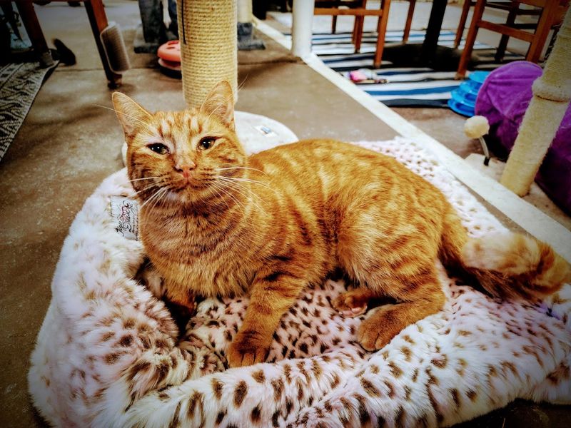Finding Forever Homes One Paw at a Time Finding Forever Homes One Paw at a Time