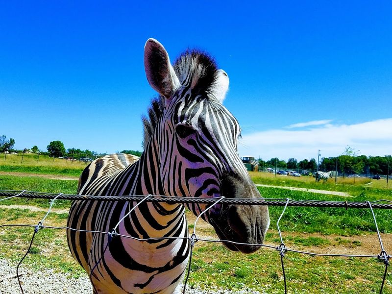 Zebra and Antelope Encounters