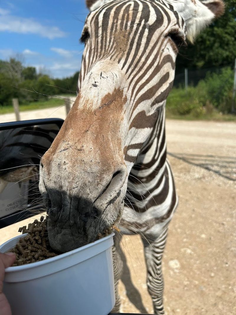 Zebras Up Close And Personal