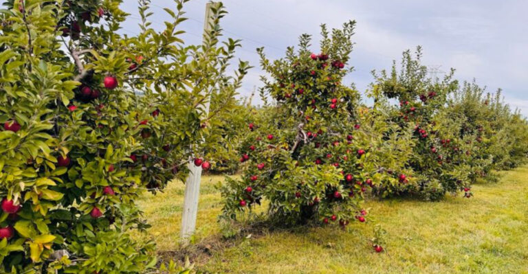 A Century-Old Apple Orchard in New Jersey Is Keeping Rare Varieties Alive