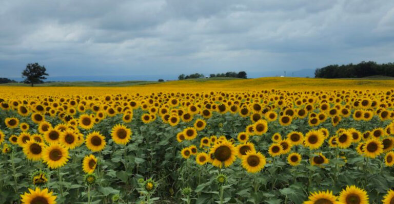 A Family Farm in Pennsylvania Plants Over 200 Acres of Sunflowers Every Year and Lets Visitors Explore the Fields for Free