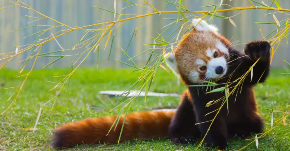 A Family-Friendly Massachusetts Zoo Offers Big Animal Encounters Without the Big-City Crowds