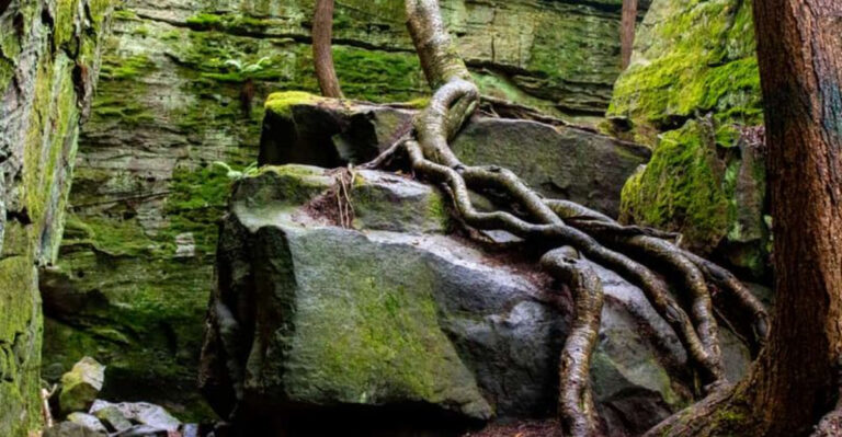 A Giant Natural Stone Labyrinth in Pennsylvania Has Been Sitting in the Woods for 300 Million Years