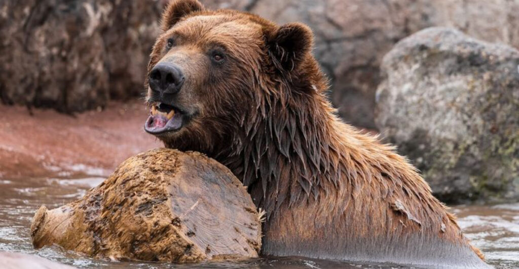 A Peaceful Grizzly Bear Sanctuary in Montana Lets You Stand Just Feet Away From Rescued Bears