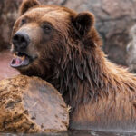 A Peaceful Grizzly Bear Sanctuary in Montana Lets You Stand Just Feet Away From Rescued Bears