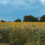 A Sea of Sunflowers: The 5 Most Picture-Perfect Blooms in Texas