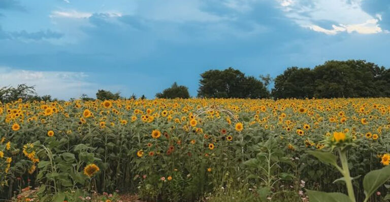A Sea of Sunflowers: The 5 Most Picture-Perfect Blooms in Texas