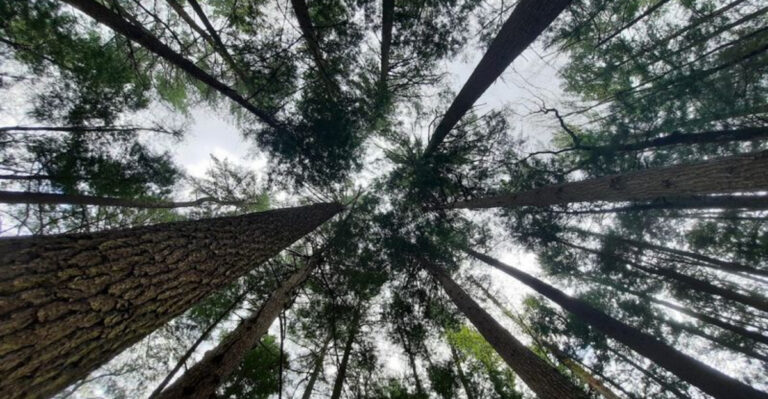 An Easy 1-Mile Hike In Pennsylvania That Feels Far More Scenic Than Expected