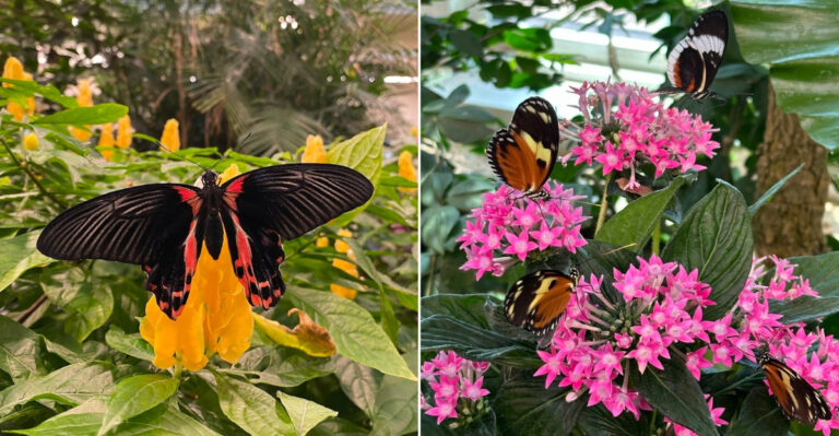 An Indoor Butterfly Atrium Is the Centerpiece of This Pennsylvania Botanical Garden