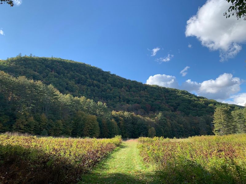 Mohawk Trail State Forest (Charlemont)
