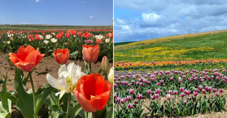 Every Spring a Farm in Rural Pennsylvania Bursts Into Rows of Tulips You Can Walk Through and Pick by Hand