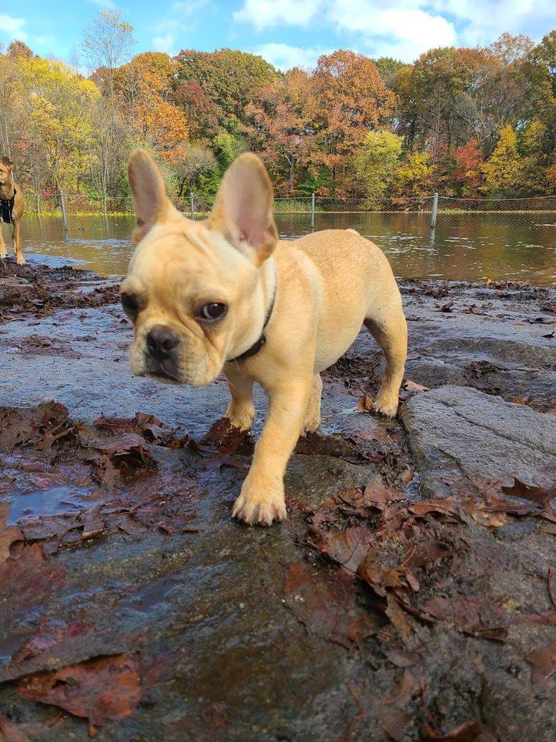 Prospect Park Dog Beach (Brooklyn) Prospect Park Dog Beach (Brooklyn)