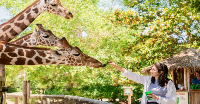Giraffes And Zebras Roam Just Inches Away At This Texas Adventure Park