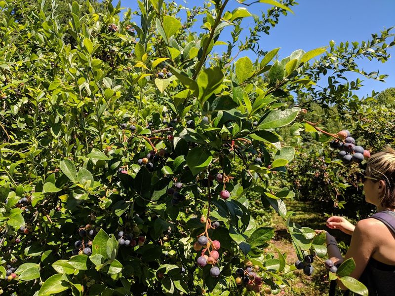 Farmer Mac’s Blueberry Farm (Hurdle Mills)