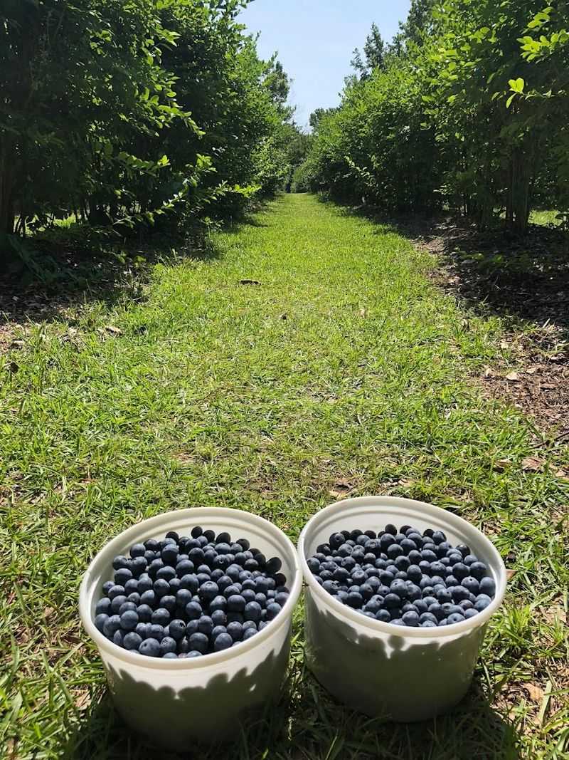 Dr. Young’s Pond Berry Farm (Angier)