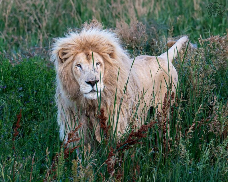 Lions, Tigers, Bears, and the Pause Between Sightings