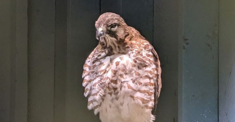 Injured Eagles and Owls Heal At This New Jersey Nonprofit And Visitors Can See Them Up Close