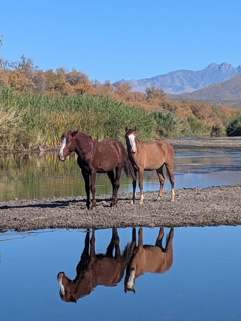 The Wild Horse Moment Everyone Hopes For The Wild Horse Moment Everyone Hopes For