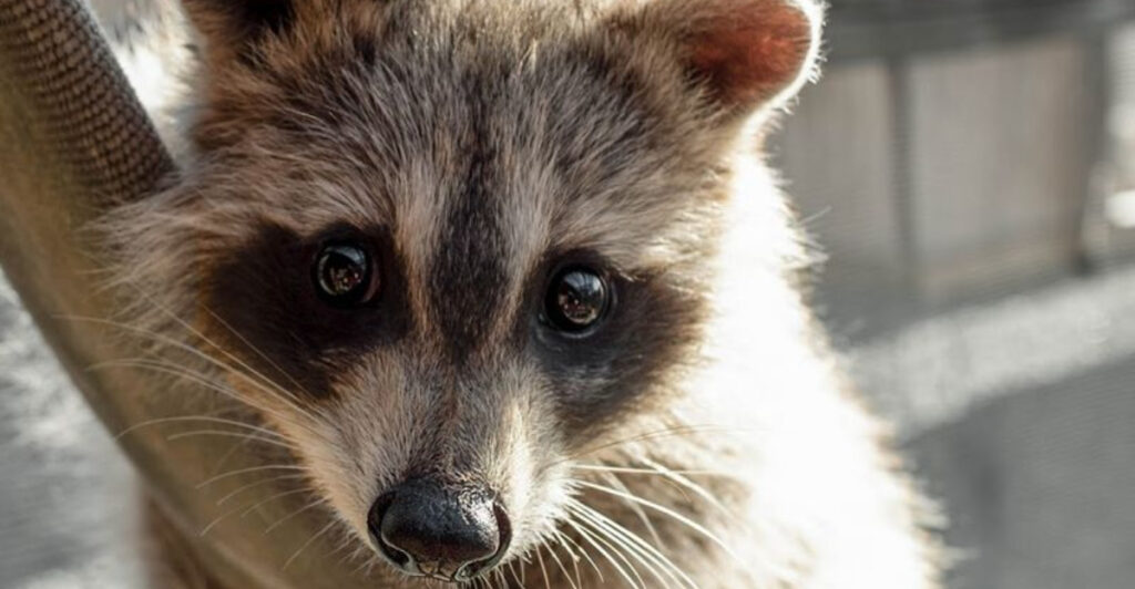 Meet Wolves, Owls, Seals, Goats, And More At These 12 New Jersey Animal Rescues