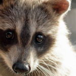 Meet Wolves, Owls, Seals, Goats, And More At These 12 New Jersey Animal Rescues