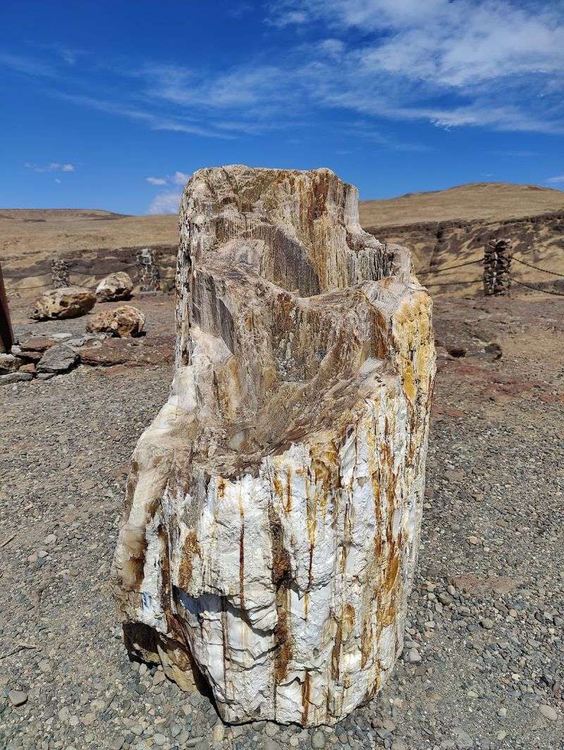 Ancient Wood That Looks Almost Too Beautiful to Be Real