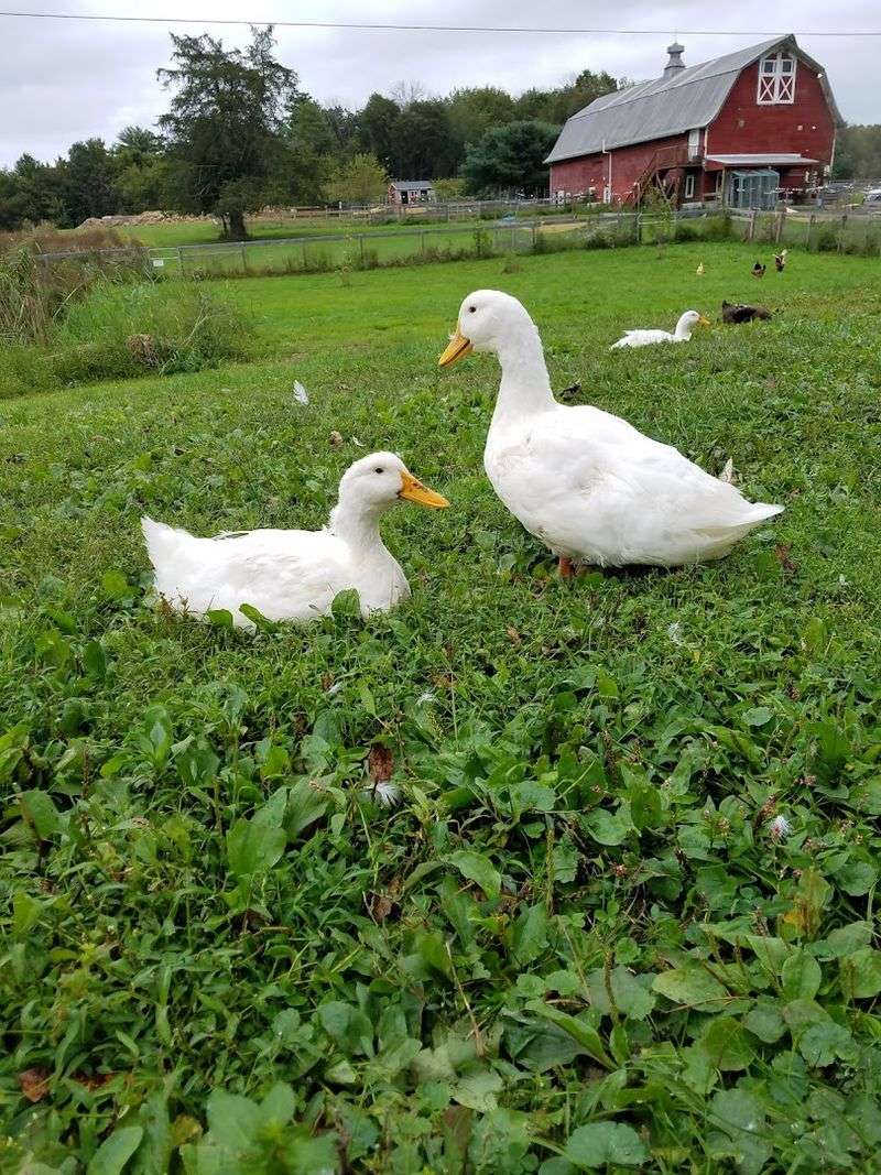 Why This Sanctuary Lingers After You Leave Why This Sanctuary Lingers After You Leave