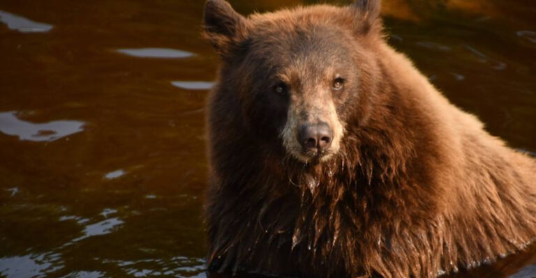 One Man Turned 250 Michigan Acres Into a Haven for Black Bears